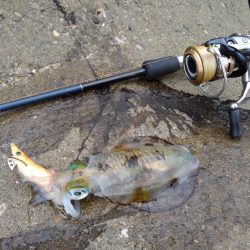 越前海岸エギングシーズン開幕！